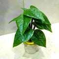 Pack of 3, 5 Artificial Small Plants